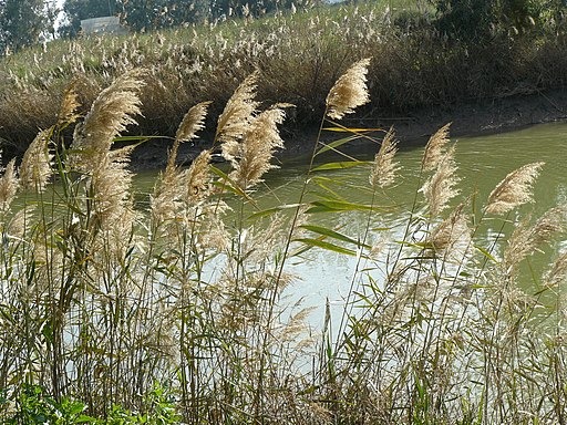 pikiwiki_israel_46374_environment_of_israel.jpg