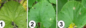 Mineral nutrition and bacterial fruit blotch disease of Cucurbits