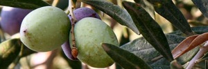 Biotransformation of olive mill waste: Combining detoxification with preservation of nutrients