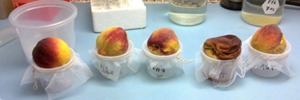 The role of fruit fly bacteria in pest fitness and in biocontrol