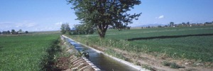 Water management by plants under uncertain availability