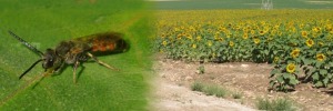 External effects of open landscapes on crop pollination by wild bees