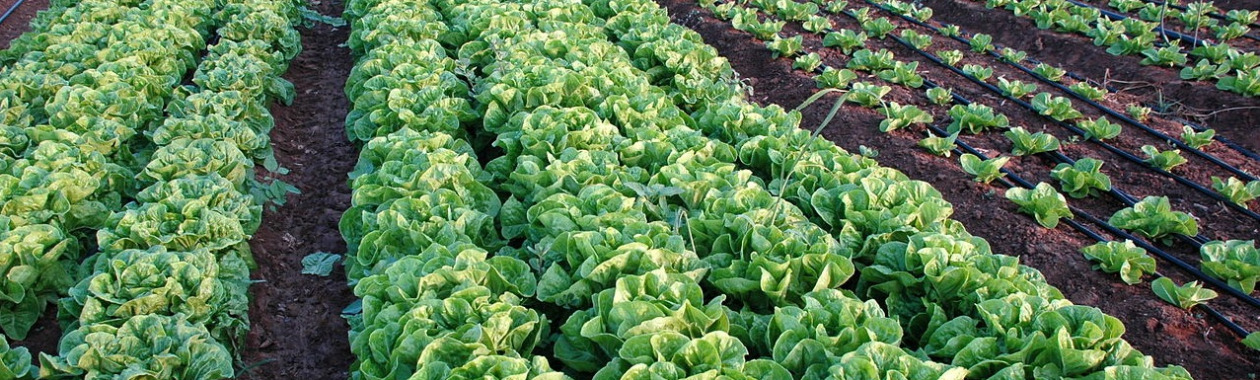 1280px-pikiwiki_israel_12354_agriculture_in_israel.jpg